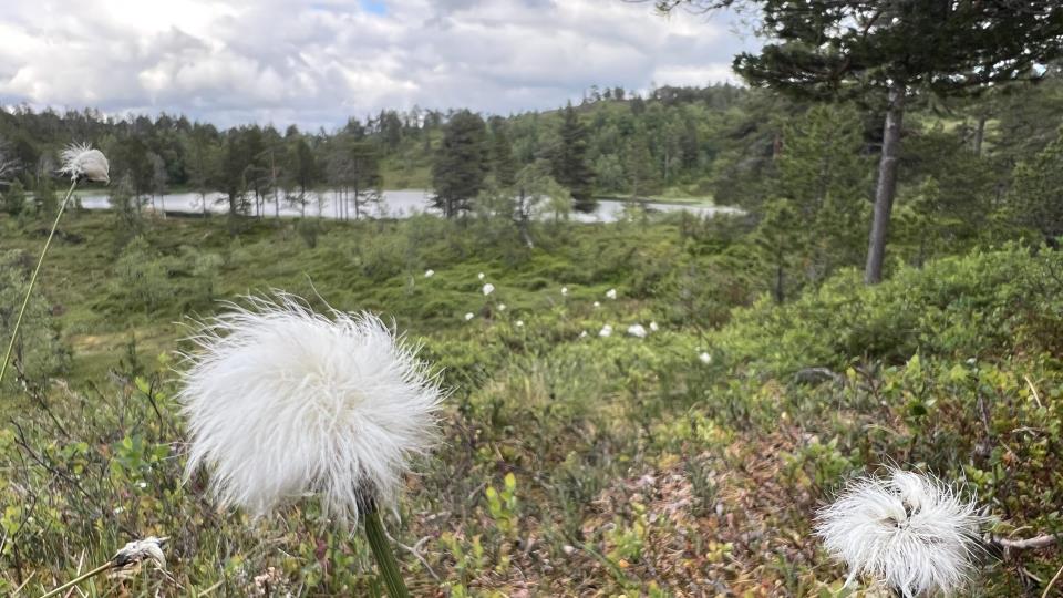 Lenkje til artikkel: Høyring av planprogram – Kommunedelplan for naturmangfald