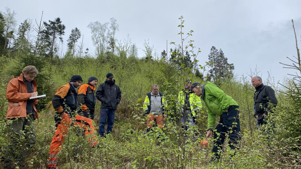 Lenkje til artikkel: Velkomen til skogkveld med ungskogpleie 13. oktober