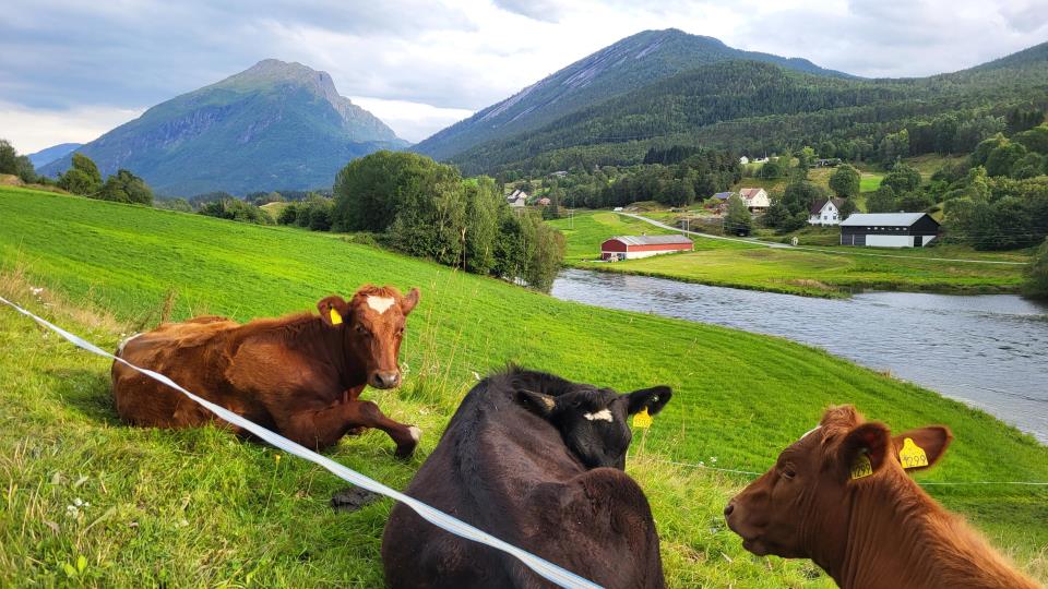 Lenkje til artikkel: RMP-midlar ved nedlegging, nedfelling og tilførselsslange - dispensasjon frå fristen 10. august